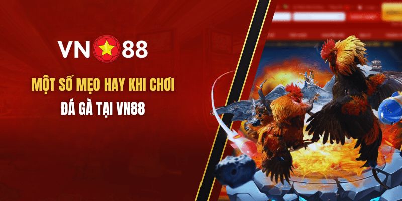 Chia sẻ mẹo hay khi chơi đá gà VN88